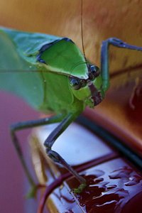 Is that Katydid jacking my car?